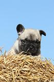 BOULEDOGUE FRANCAIS 475